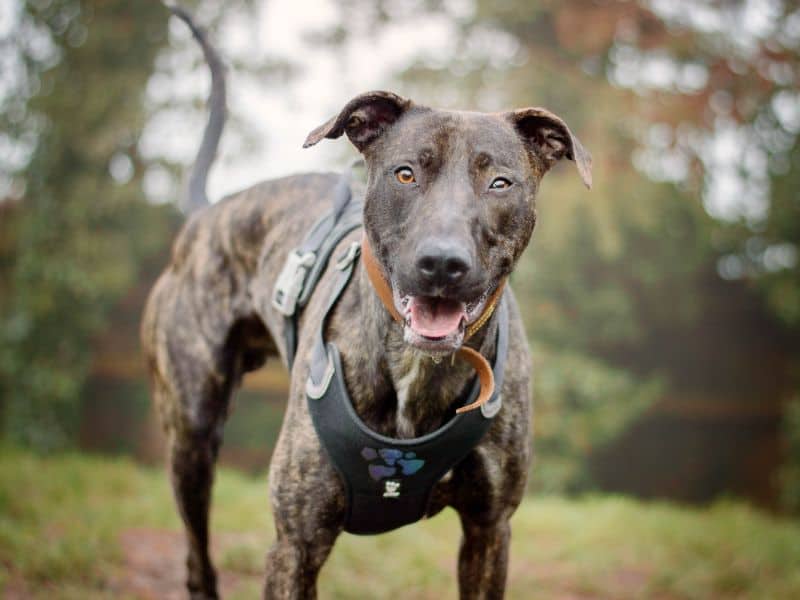 Zack, lurcher for adoption in Kenilworth