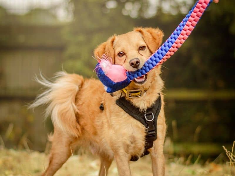 Spritz, pomeranian cross for adoption in Kenilworth