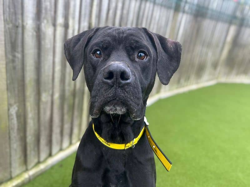 Rolo, crossbreed for adoption in Wickford
