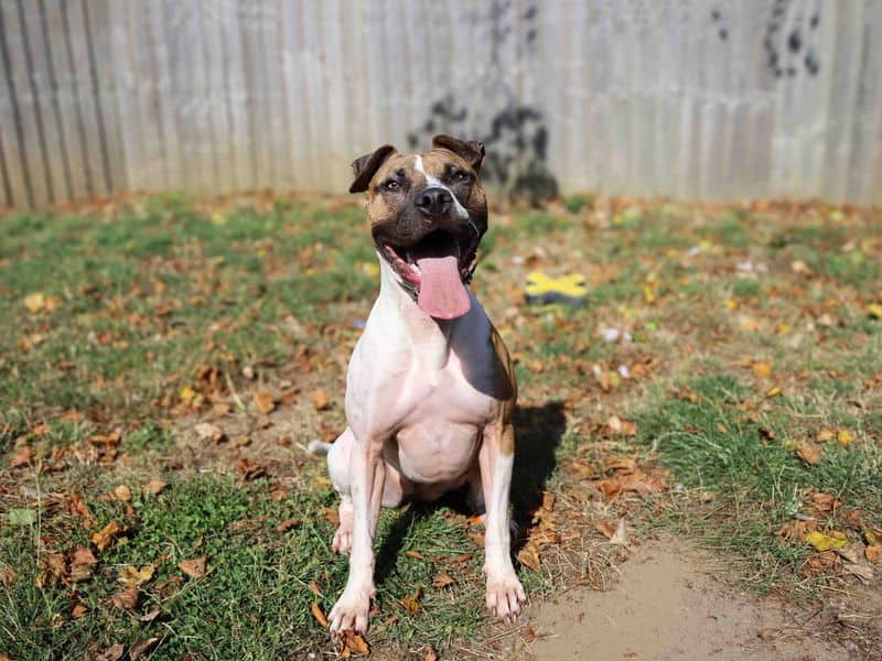 Maple, staffordshire bull terrier cross for adoption in Sadberge