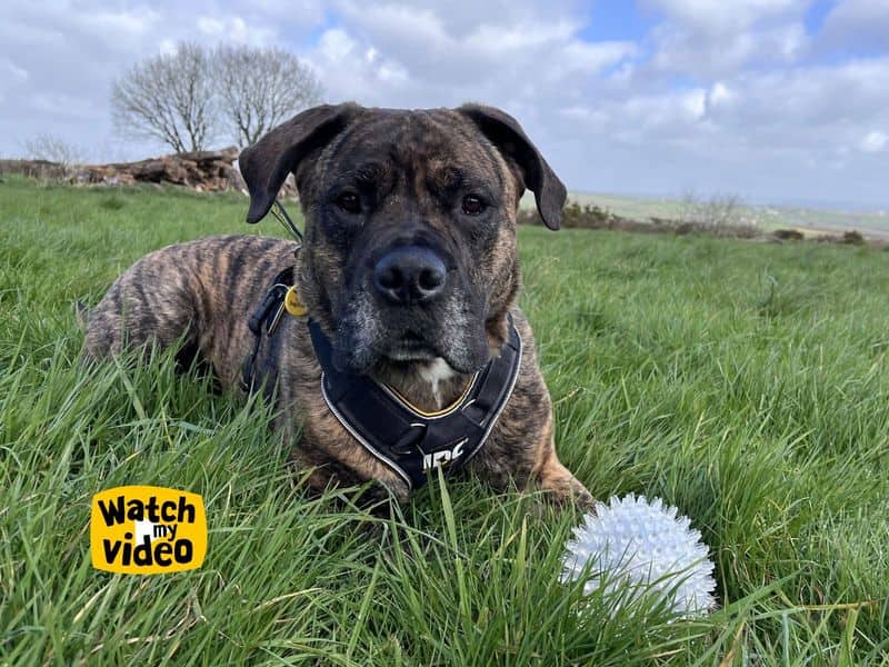 Norman, mastiff for adoption in Ilfracombe