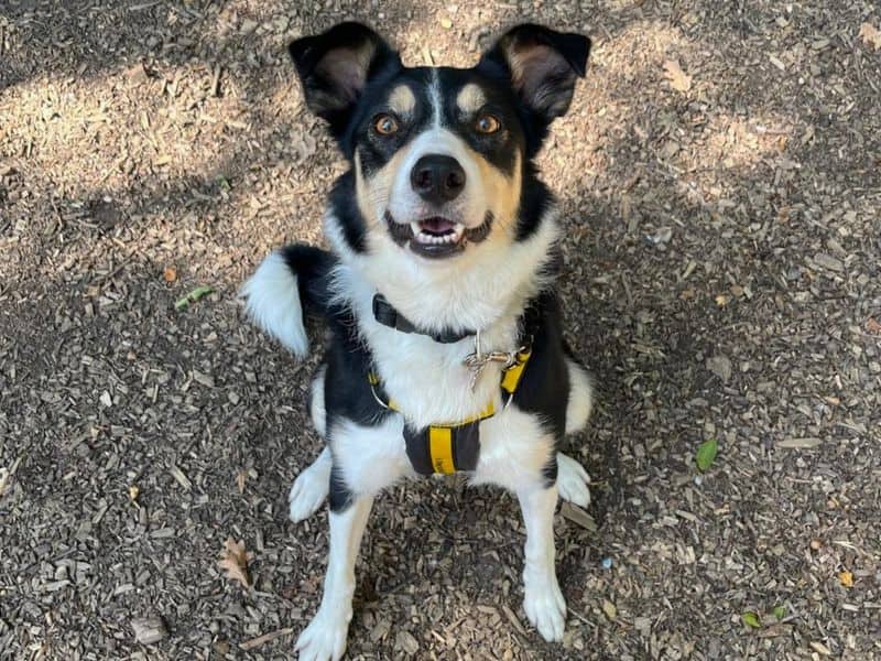 Lynn, border collie for adoption in Chestfield