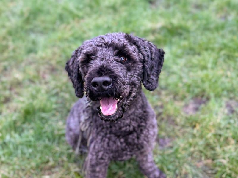 Olly, photo 4