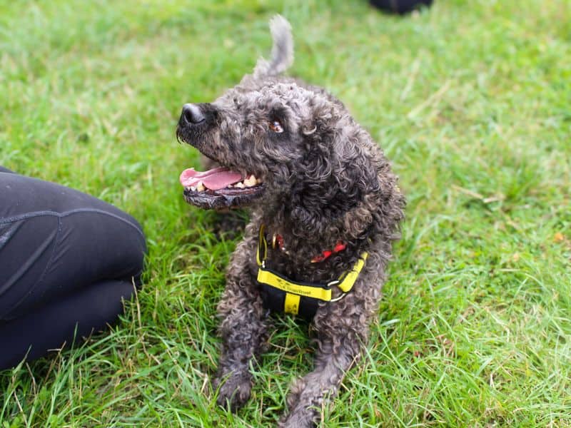 Olly, photo 3