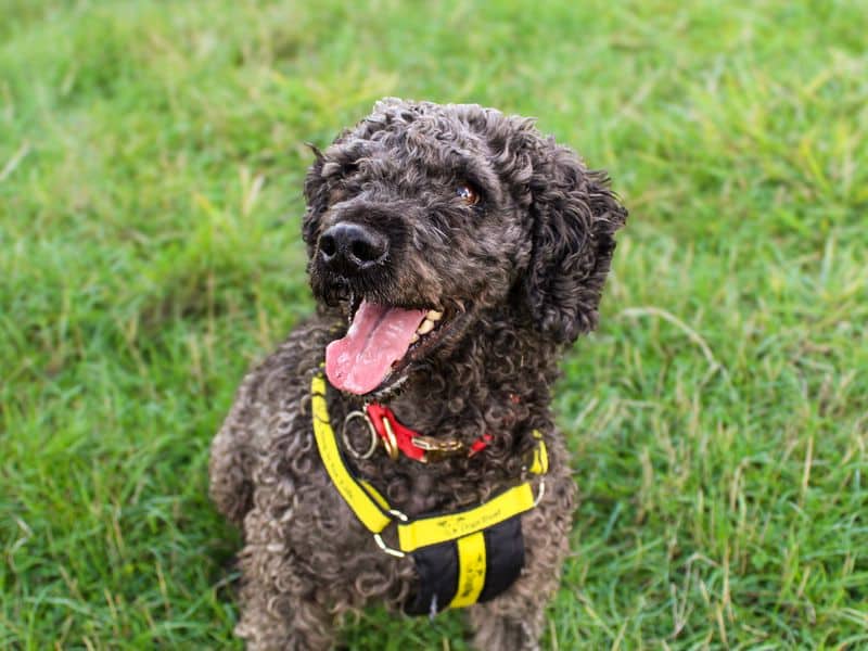 Olly, cocker spaniel cross for adoption in Shoreham-by-Sea