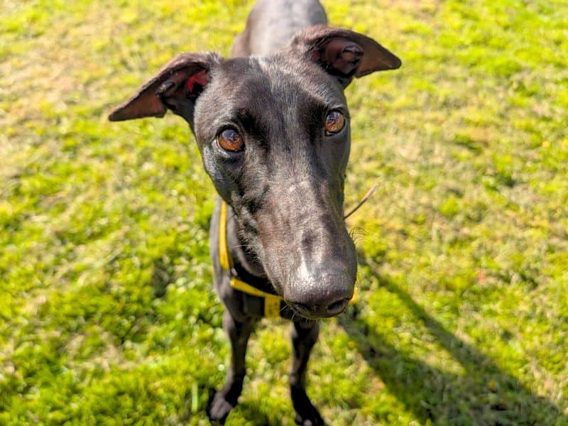 Layton Longlegs, greyhound for adoption in West Calder