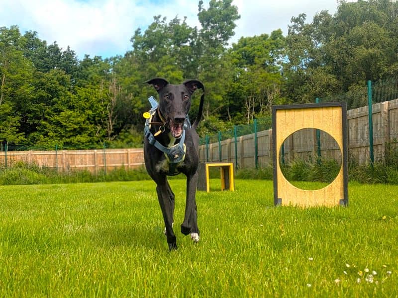 Layton Longlegs, photo 3