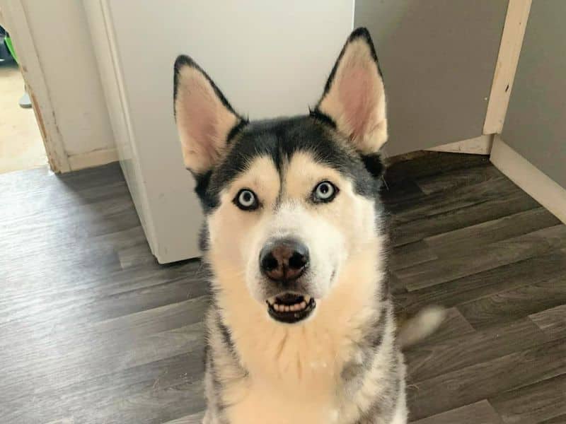 James, siberian husky for adoption in Bridgend