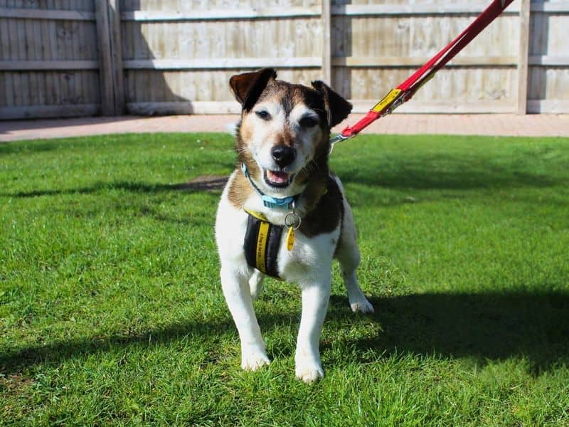 Max, jack russell terrier for adoption in Denton