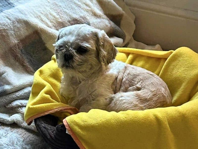 Milo, shih tzu for adoption in Denton