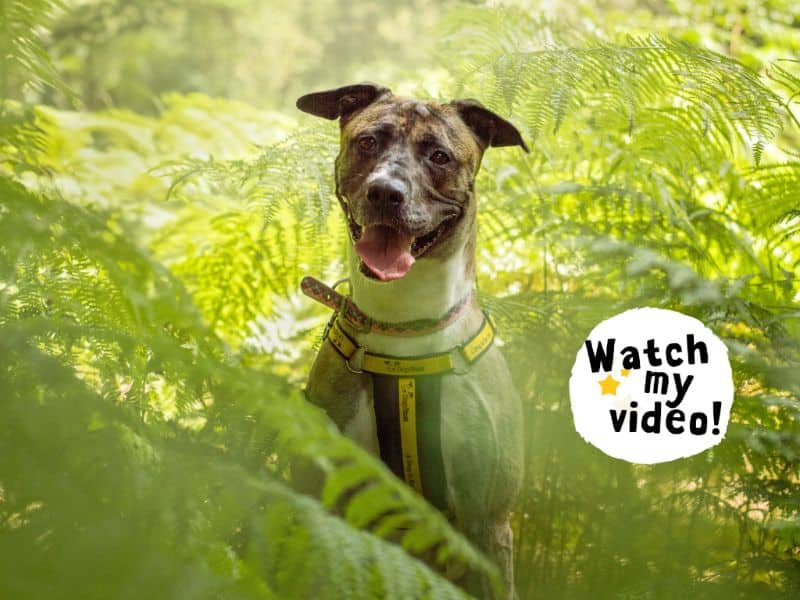 Ella, lurcher cross for adoption in Kenilworth