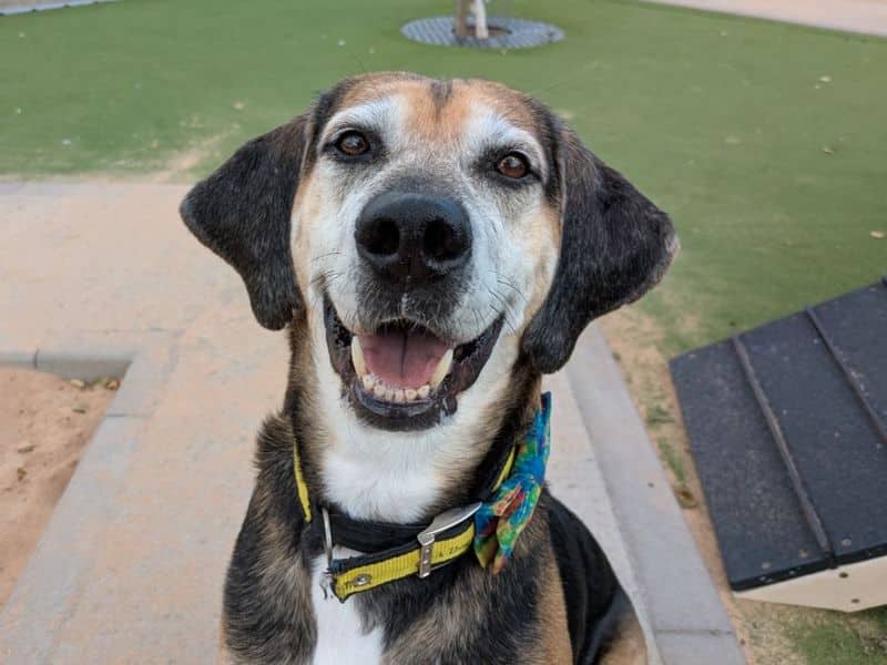 Rocko, foxhound for adoption in Evesham