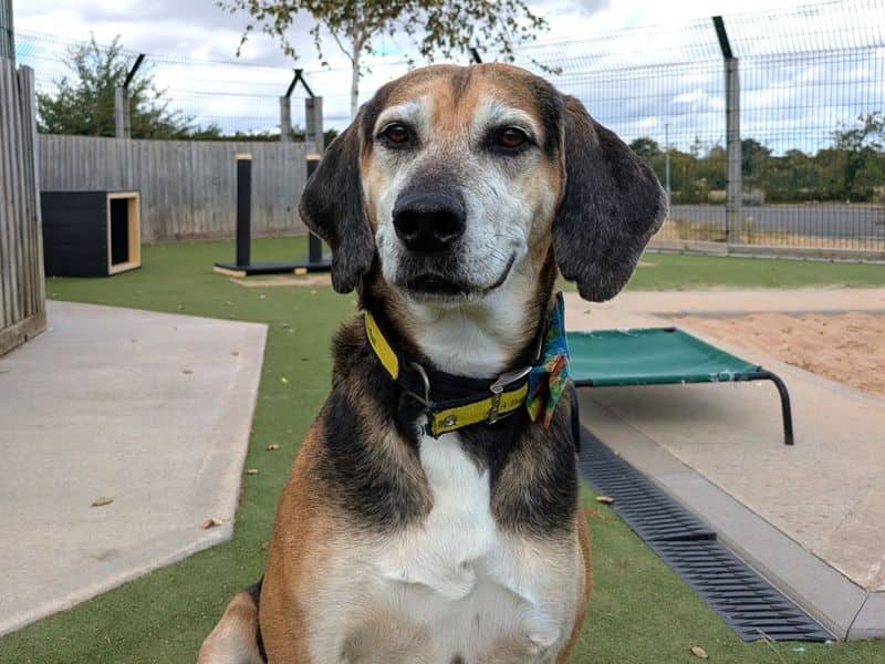 Rocko, photo 3
