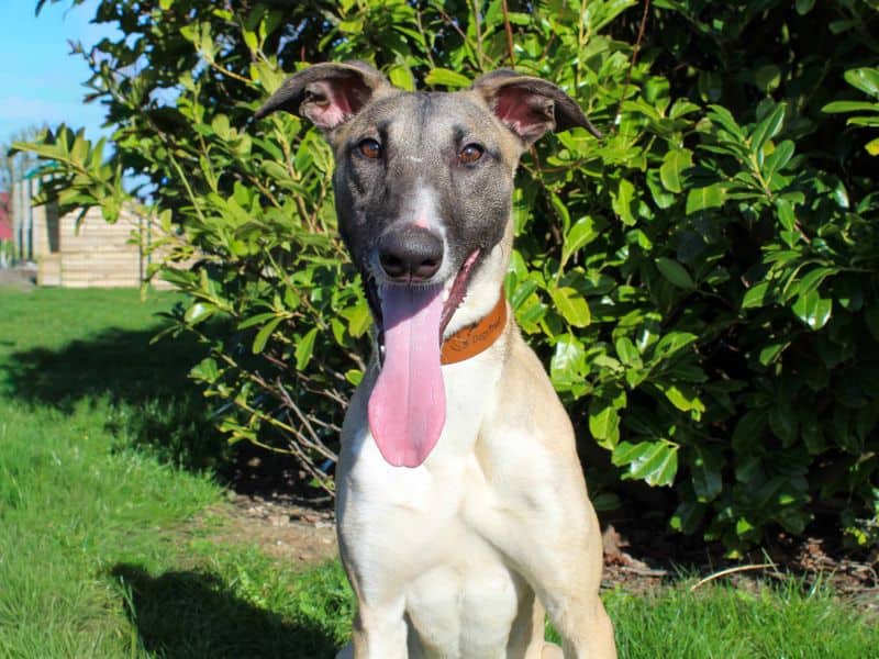 Darren, lurcher for adoption in Sadberge