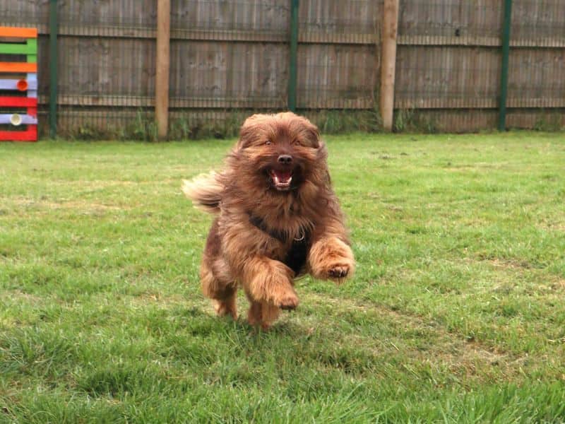 Puffy, havanese cross for adoption in London