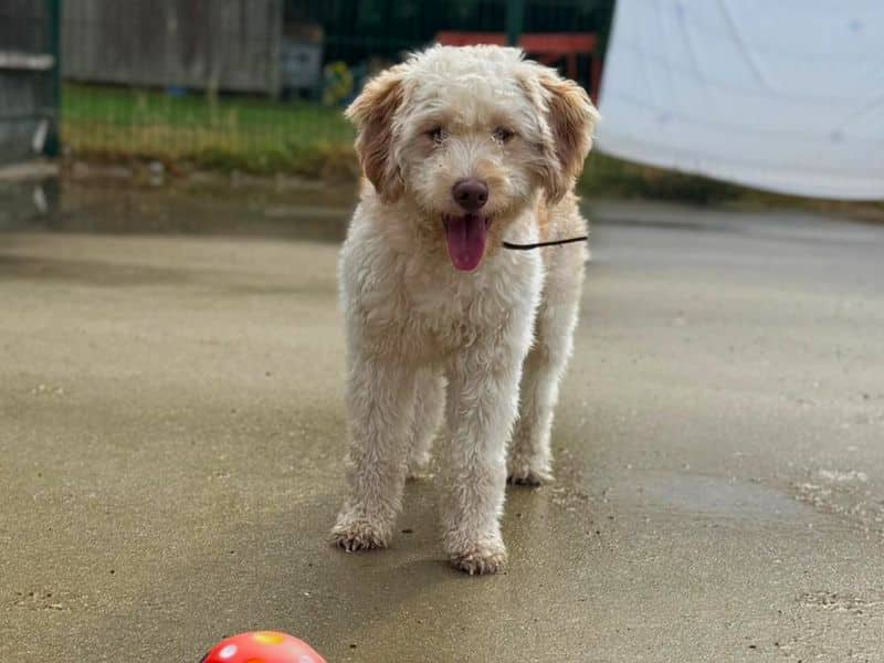 Blake Shelton, miniature poodle cross for adoption in Chestfield