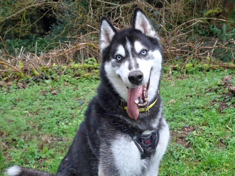 Rocky, photo 2