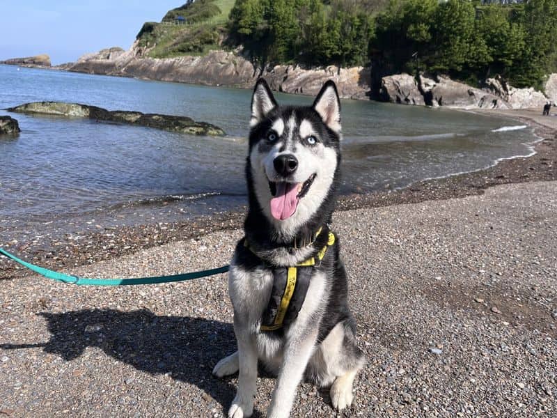 Rocky, photo 3