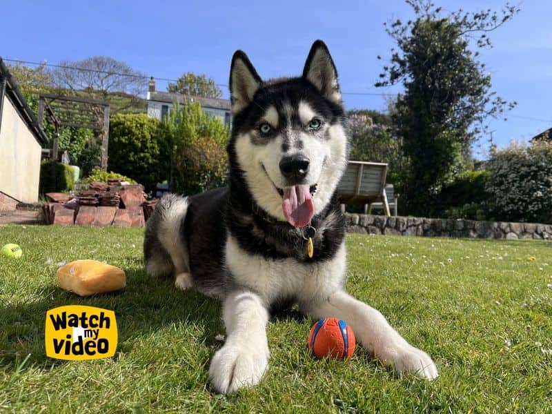 Rocky, siberian husky for adoption in Ilfracombe