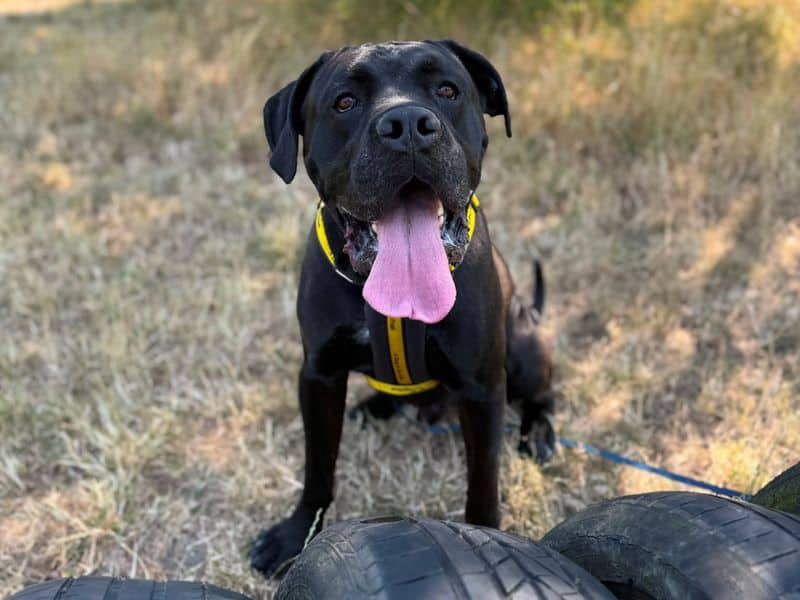 Brian, italian corso dog cross for adoption in Telford
