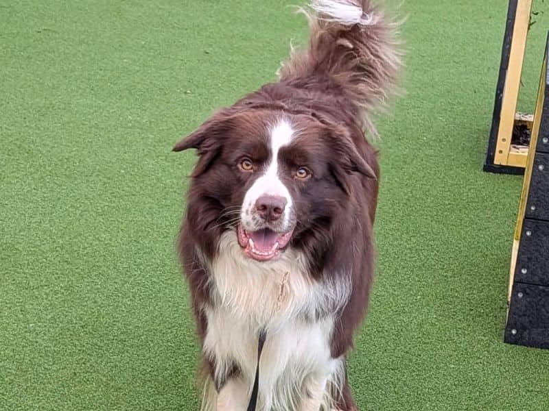 Sammy, border collie for adoption in Wymeswold