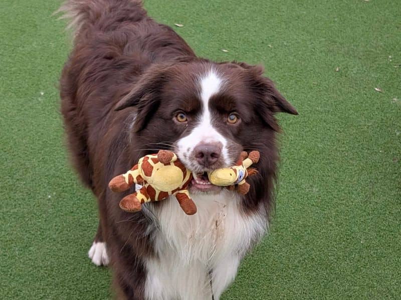 Sammy, photo 2