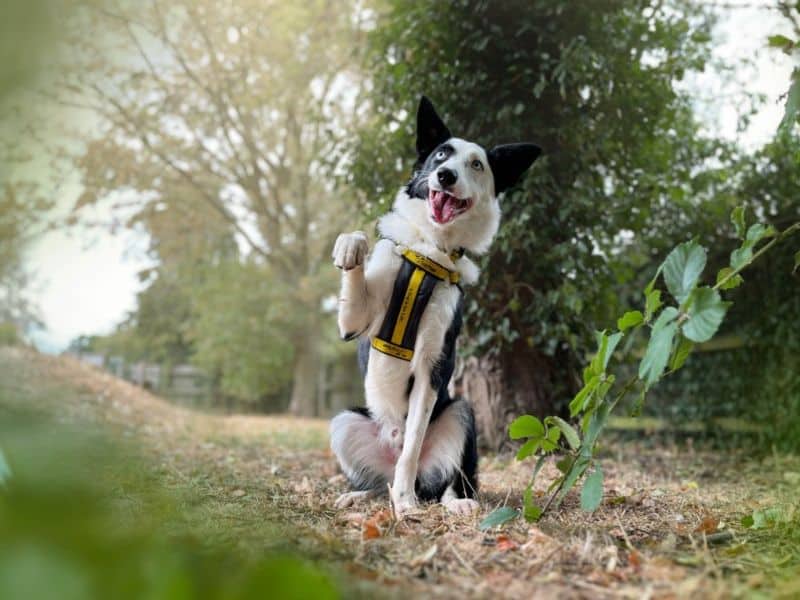 Moss, border collie for adoption in Kenilworth
