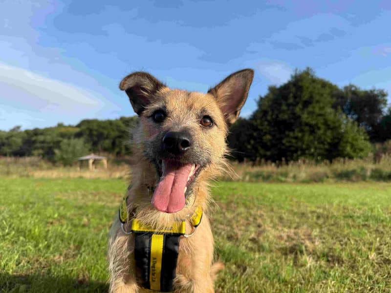 Hope, border terrier cross for adoption in Glasgow
