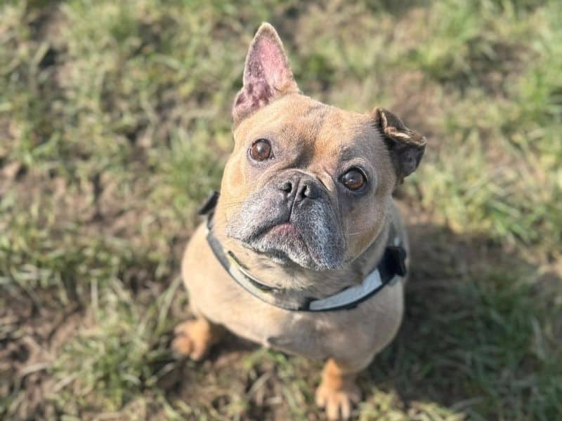 Sky, french bulldog for adoption in Telford
