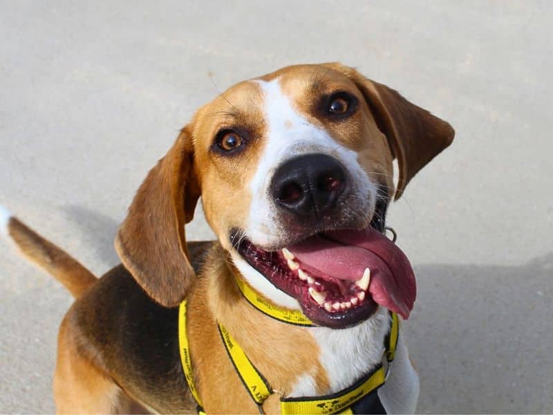 Icarus, foxhound for adoption in Denton