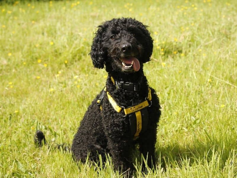 Willow, toy poodle cross for adoption in Cardiff
