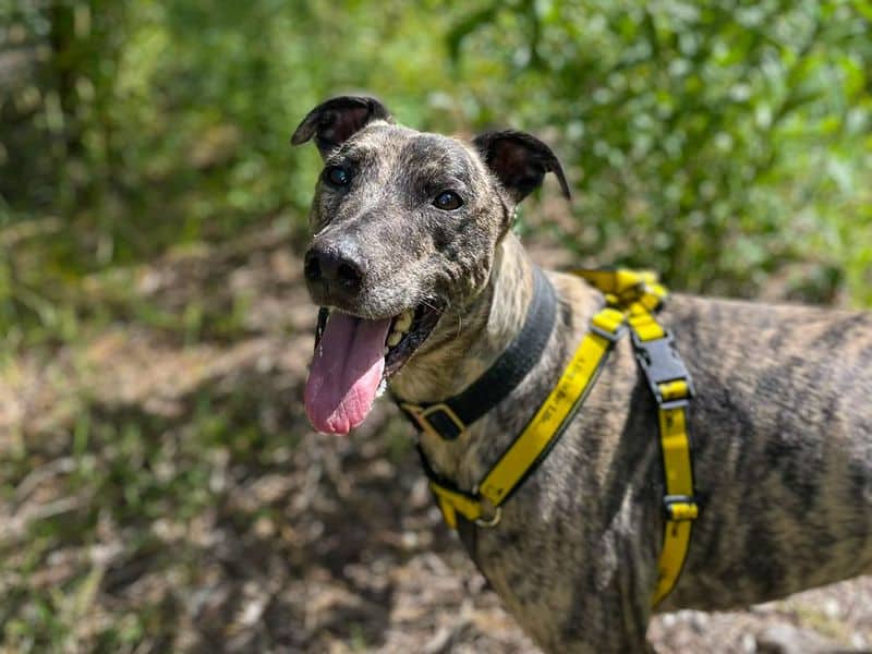 Chicken Phillip, lurcher cross for adoption in Wickford
