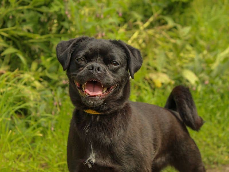 Lola, jack russell terrier cross for adoption in Sadberge