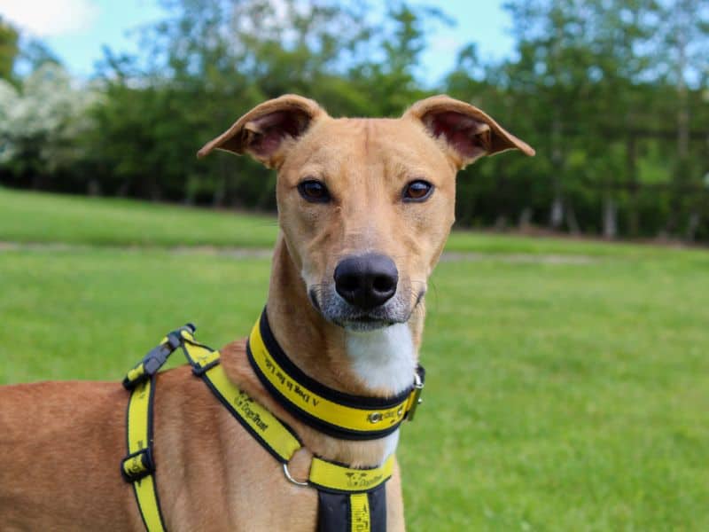 Bailey, lurcher for adoption in Sadberge