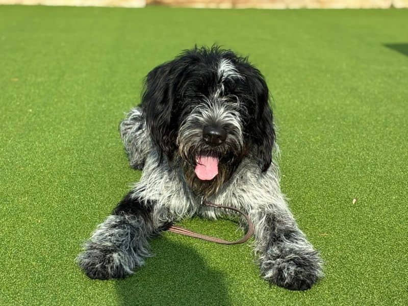 Jim, german wirehaired pointer cross for adoption in Chestfield