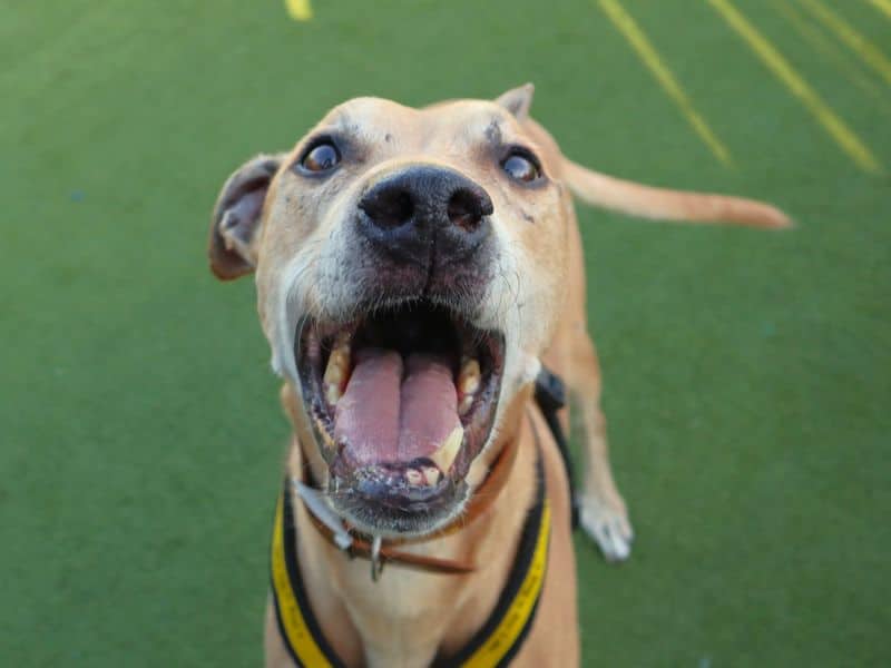 Kosta, lurcher for adoption in London