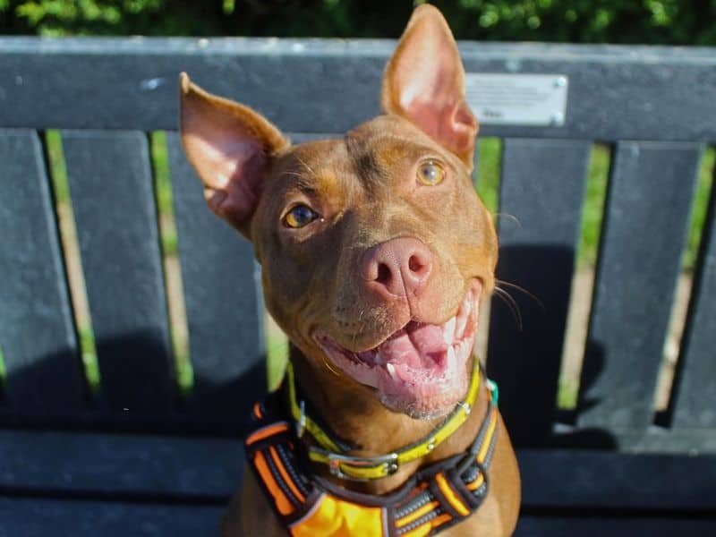 Dumpling, staffordshire bull terrier cross for adoption in Denton