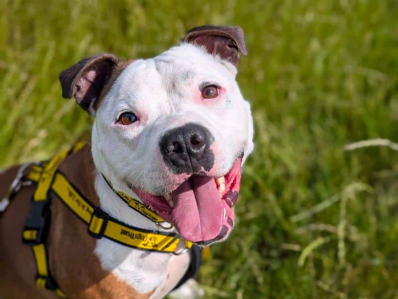 Leon, staffordshire bull terrier for adoption in Wickford