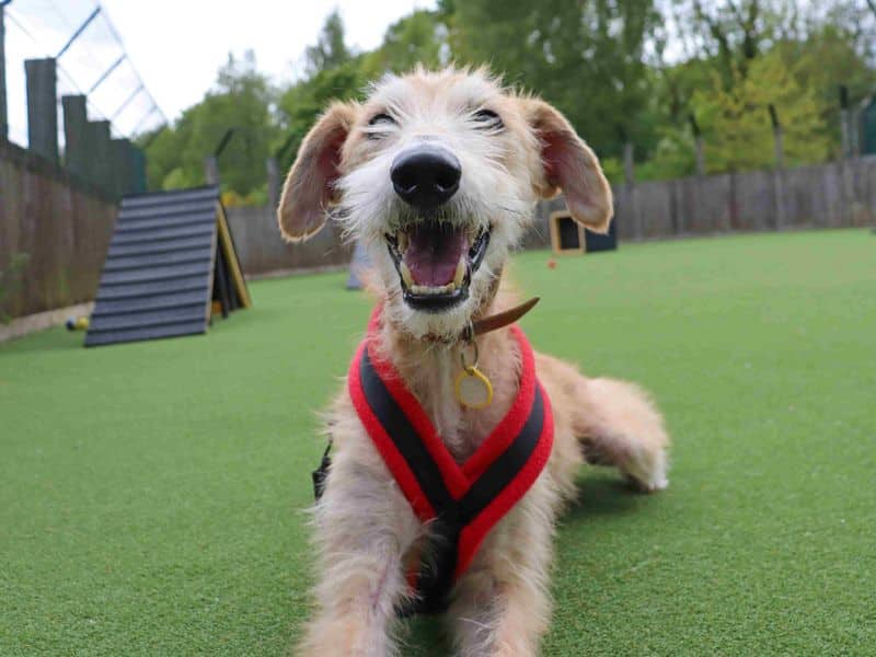 Edwin, lurcher for adoption in Glasgow