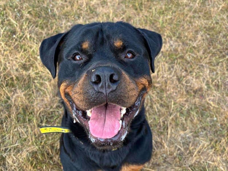 Cash, rottweiler for adoption in Wickford