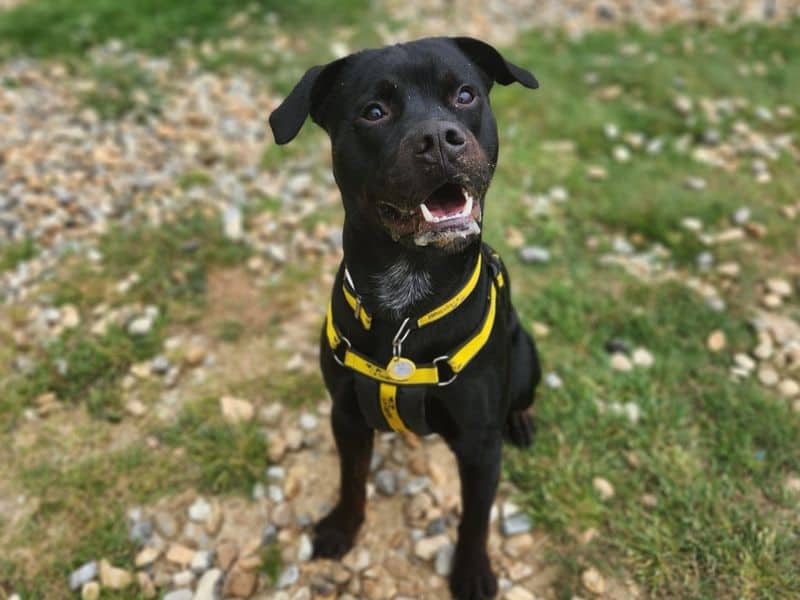 Reggie, rottweiler cross for adoption in Chestfield
