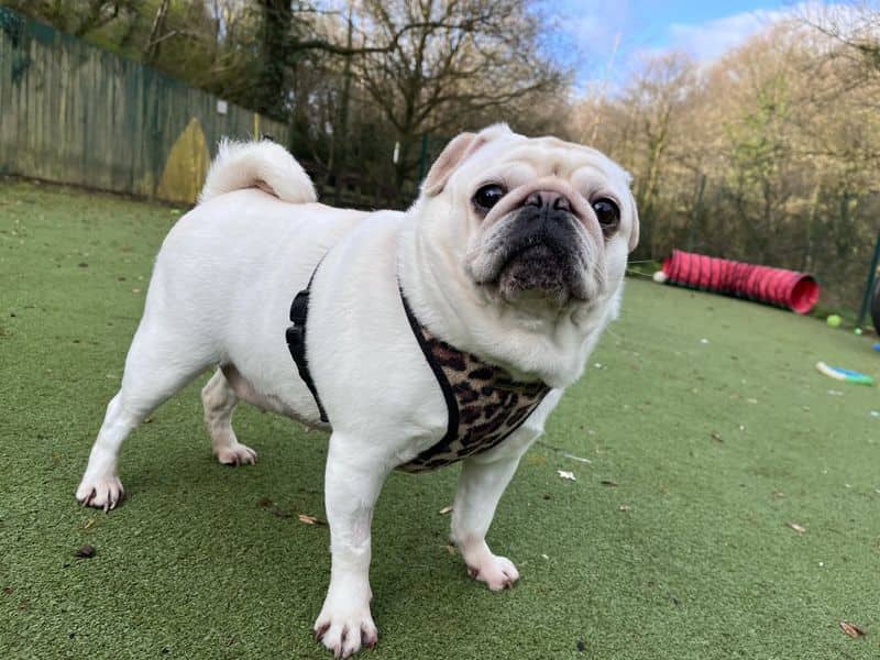 Pearl, pug for adoption in Ilfracombe