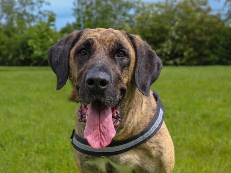Khaleesi, turkish kangal dog for adoption in Sadberge