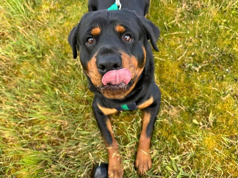 Reggie, photo 6