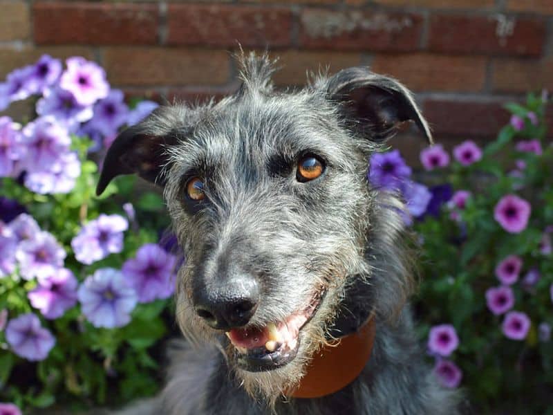 Ollie, lurcher cross for adoption in Huyton