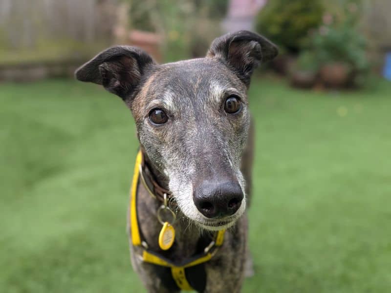 Lasagne Longlegs, greyhound for adoption in West Calder
