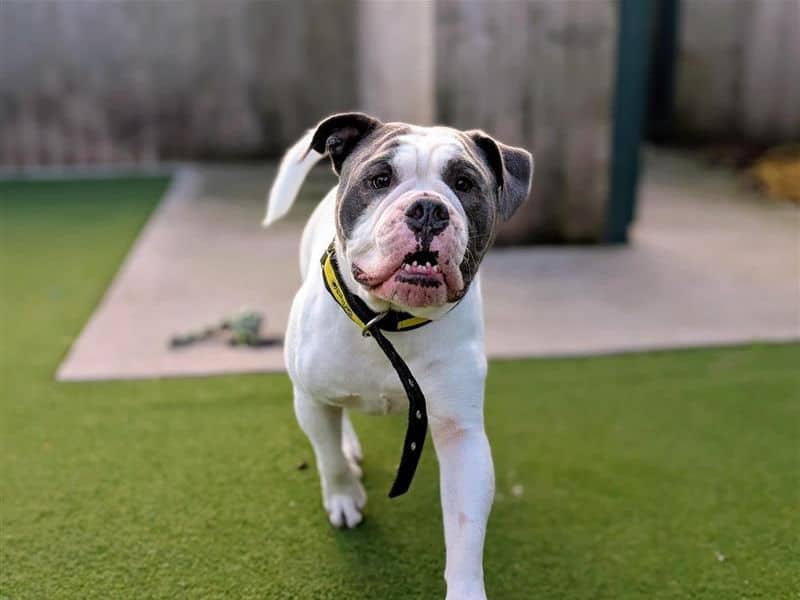 Charlie, bulldog for adoption in Cardiff