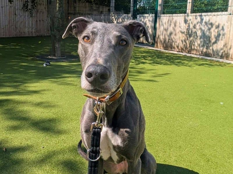 Bonnie, lurcher for adoption in Denton