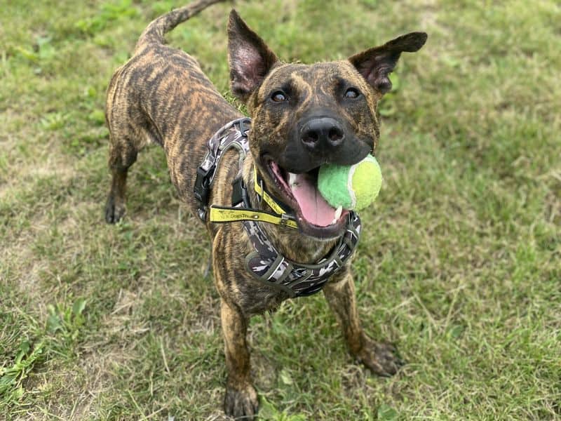 Zeb, lurcher for adoption in Telford