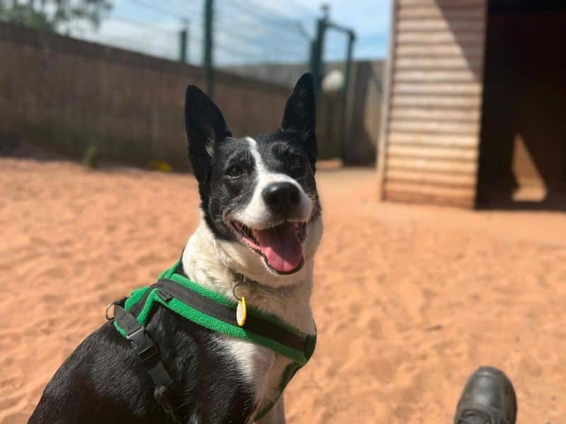 Kelly, border collie for adoption in Wymeswold